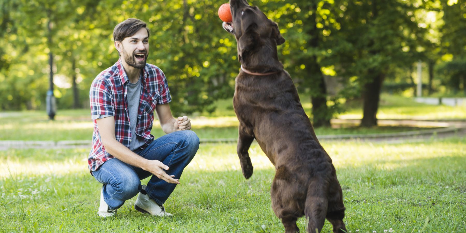 Training Your Puppy: The First Five Commands to Teach for a Well-Behaved Dog