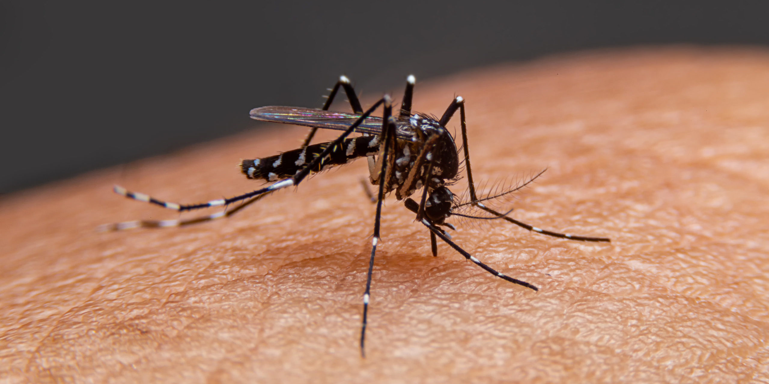 4 Myths and Misconceptions about Mosquito Repellant