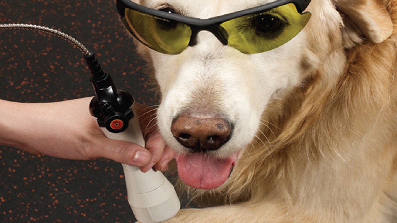 Customized Care: Tailoring Laser Therapy Treatments for Your Pets